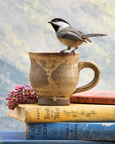 photograph: Bookworm